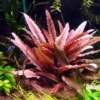 *** Top-Rarität *** Flamingo Wasserkelch / Cryptocoryne Spec. 'Flamingo' -Hobby Verkäufe T330wf 1