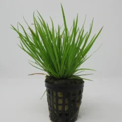 Goldener Zwergkalmus / Acorus Pussilus GOLD