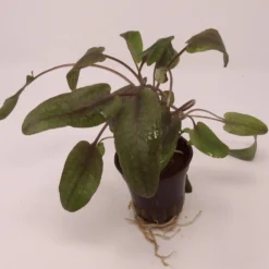 Roter Gewellter Wasserkelch / Cryptocoryne Undulatus 'Red'