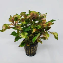 Buntblättriges Papageienblatt / Alternanthera Bettzickiana Var. Versicolor