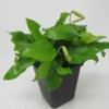 MUTTERPFLANZE Goldenes Zwergspeerblatt / Anubias Nana GOLD-BLATT -Hobby Verkäufe T337w 1 1