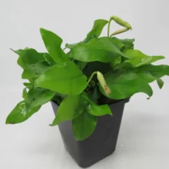 MUTTERPFLANZE Goldenes Zwergspeerblatt / Anubias Nana GOLD-BLATT