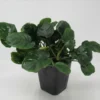 MUTTERPFLANZE Rundblättrige Anubias / Anubias Barteri Coin Leaf !!! -Hobby Verkäufe T338wf 1 1