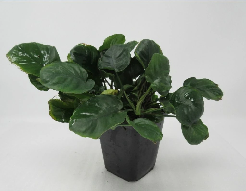 MUTTERPFLANZE Rundblättrige Anubias / Anubias Barteri Coin Leaf !!! 3 MUTTERPFLANZE Rundblättrige Anubias / Anubias Barteri Coin Leaf !!!