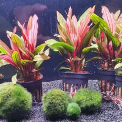 Rote Miracle Schwertpflanze / Echinodorus Miracle - Seltener Neuling -Hobby Verkäufe T3404Km 1 6