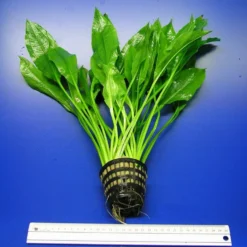 MUTTERPFLANZE Schmalblättrige Amazonas Schwertpflanze / Echinodorus Amazonicus -Hobby Verkäufe T400OK 1 2