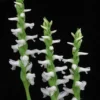Grasartige Wasserorchidee - Sumpforchidee / Spiranthes Odorata (cernua) Im Topf 2 Grasartige Wasserorchidee - Sumpforchidee / Spiranthes Odorata (cernua) Im Topf -Hobby Verkäufe T4050SG 1 1