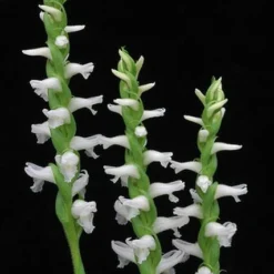 Grasartige Wasserorchidee - Sumpforchidee / Spiranthes Odorata (cernua) Im Topf
