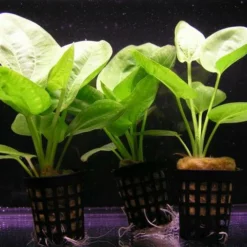 Kleiner Grüner Froschlöffel / Echinodorus Cordifolius Harbich