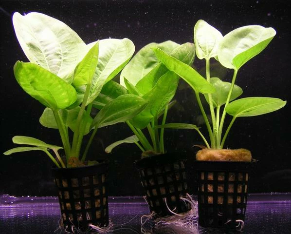 Kleiner Grüner Froschlöffel / Echinodorus Cordifolius Harbich 3 Kleiner Grüner Froschlöffel / Echinodorus Cordifolius Harbich