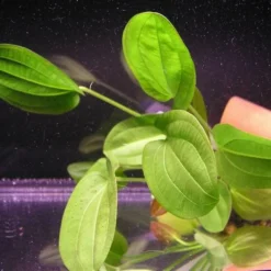 Rötlicher Froschlöffel Harbig / Echinodorus Harbich Rot