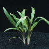 Weisslicher Wasserkelch / Cryptocoryne Costata Albida Rot *TOP-RARITÄT* -Hobby Verkäufe T423DE 1 3