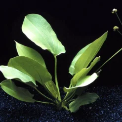 Schlüters Schwertpflanze / Echinodorus Schlueteri -Hobby Verkäufe T425OK 1 2