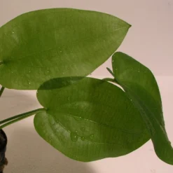 Schlüters Schwertpflanze / Echinodorus Schlueteri -Hobby Verkäufe T425OK 1 3