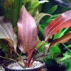 Intensiv Wein-rote Echinodorus Regine Hildebrandt -Hobby Verkäufe T457OK 1 1