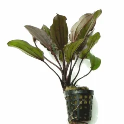 Intensiv Wein-rote Echinodorus Regine Hildebrandt -Hobby Verkäufe T457OK 1 2