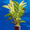 Dennerle Echinodorus Tornado - Dschungelstar Nr. 14 -Hobby Verkäufe T475DE 1