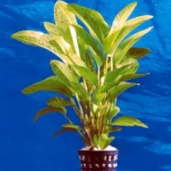 Dennerle Echinodorus Tornado - Dschungelstar Nr. 14