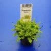 TROPICA Kleiner Stern 'Daonoi' - Sternkraut / Pogostemon Helferi -Hobby Verkäufe T53HT 1 1