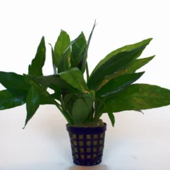 Grünes Cichlidenkraut / Justicia Sp. Gendarossa - Gendarussa