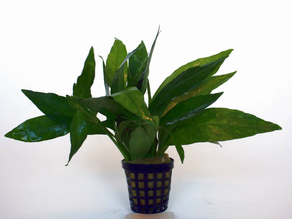 Grünes Cichlidenkraut / Justicia Sp. Gendarossa - Gendarussa 3 Grünes Cichlidenkraut / Justicia Sp. Gendarossa - Gendarussa