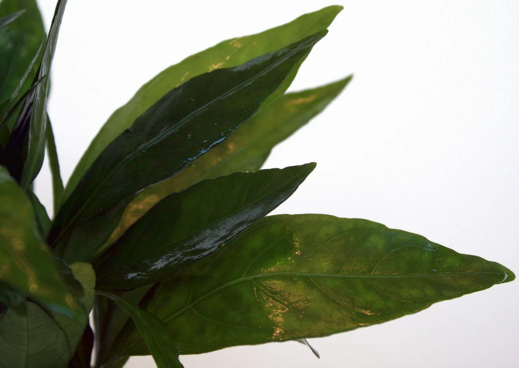 Grünes Cichlidenkraut / Justicia Sp. Gendarossa - Gendarussa 4 Grünes Cichlidenkraut / Justicia Sp. Gendarossa - Gendarussa – Bild 2