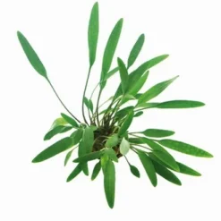 Glänzender Wasserkelch / Cryptocoryne Lucens