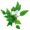 Herzblattwasserkelch / Cryptocoryne Pontederifolia (pontederiifolia) 1 Herzblattwasserkelch / Cryptocoryne Pontederifolia (pontederiifolia) -Hobby Verkäufe T652DE 1