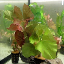 Daubenys Seerose / Nymphaea Daubenyana Eine RARITÄT!