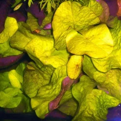 Kleinblättrige Zwerg-Seerose / Nymphaea Minuta Eine RARITÄT! -Hobby Verkäufe T757OK 1 3