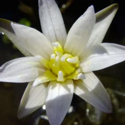 Kleinblättrige Zwerg-Seerose / Nymphaea Minuta Eine RARITÄT! -Hobby Verkäufe T757OK 1 4