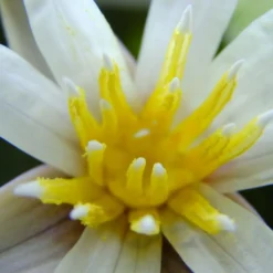 Kleinblättrige Zwerg-Seerose / Nymphaea Minuta Eine RARITÄT! -Hobby Verkäufe T757OK 1 5