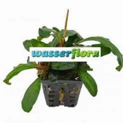 Bucephalandra Spec. Badanka Im Topf ***RARITÄT***