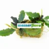 Bucephalandra Spec. ´Next Maximus´ Im Topf ***RARITÄT*** -Hobby Verkäufe T78SG 1 1