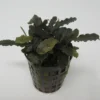 Bucephalandra Spec. ´Biblis Red´ Im Topf ***RARITÄT*** -Hobby Verkäufe T79SG 1 1