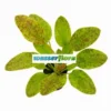 Grün Geflammte Schwertpflanze / Echinodorus Green Flame -Hobby Verkäufe T813SG 1 1
