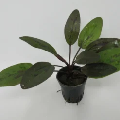 Rainers Felix Amazonas-Schwertpflanze / Echinodorus Rainers Felix