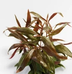 Mini-Papageienblatt Im Topf / Alternanthera Reineckii Mini