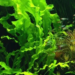 Madagaskar Wasserähre / Aponogeton Ulvaceus -Hobby Verkäufe T999PP 1 2