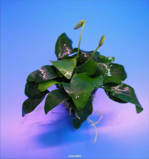 Zwergspeerblatt / Anubias Bart. Var. Nana - Besonders Geeignet Für Barschbecken 3 Zwergspeerblatt / Anubias Bart. Var. Nana - Besonders Geeignet Für Barschbecken