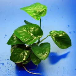Breitblättriges Speerblatt / Anubias Barteri Var. Barteri