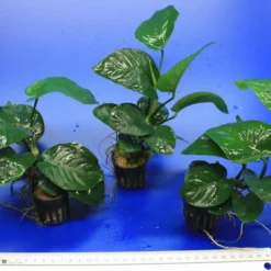 Breitblättriges Speerblatt / Anubias Barteri Var. Barteri -Hobby Verkäufe TA02PP 1 3