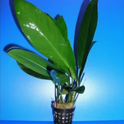 Kongo-Speerblatt / Anubias Congensis