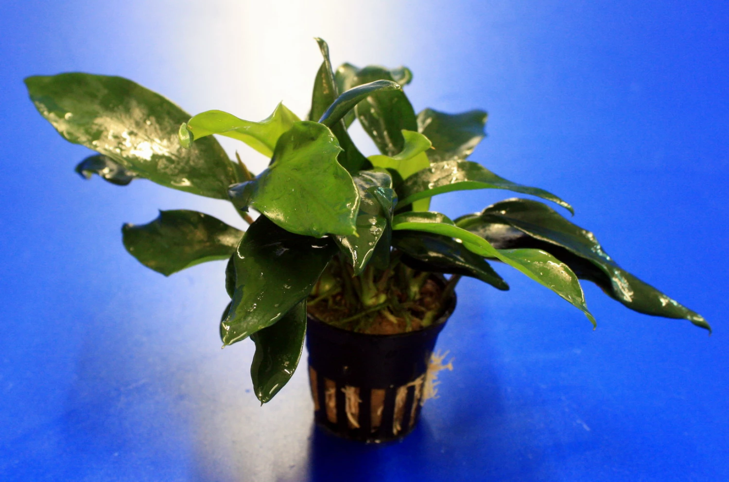 Kleines Speerblatt / Anubias Barteri Var. Glabra - Minima, Für Barsche Geeignet 4 Kleines Speerblatt / Anubias Barteri Var. Glabra - Minima, Für Barsche Geeignet – Bild 2