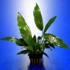 Kleines Speerblatt / Anubias Barteri Var. Glabra - Minima, Für Barsche Geeignet 7 Kleines Speerblatt / Anubias Barteri Var. Glabra - Minima, Für Barsche Geeignet -Hobby Verkäufe TA04PP 1 6