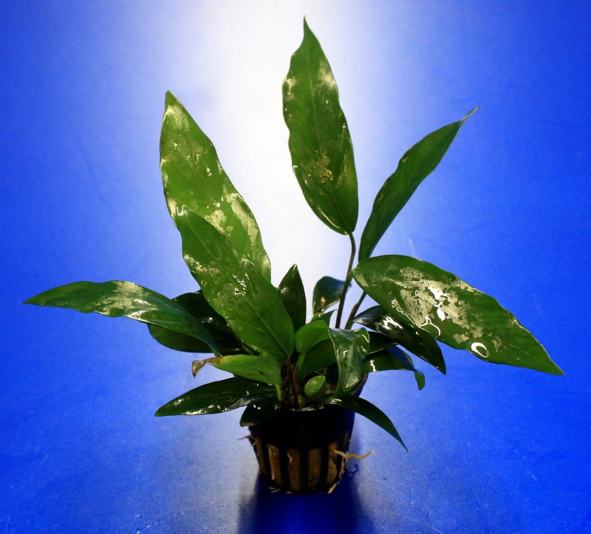 Kleines Speerblatt / Anubias Barteri Var. Glabra - Minima, Für Barsche Geeignet 5 Kleines Speerblatt / Anubias Barteri Var. Glabra - Minima, Für Barsche Geeignet – Bild 3