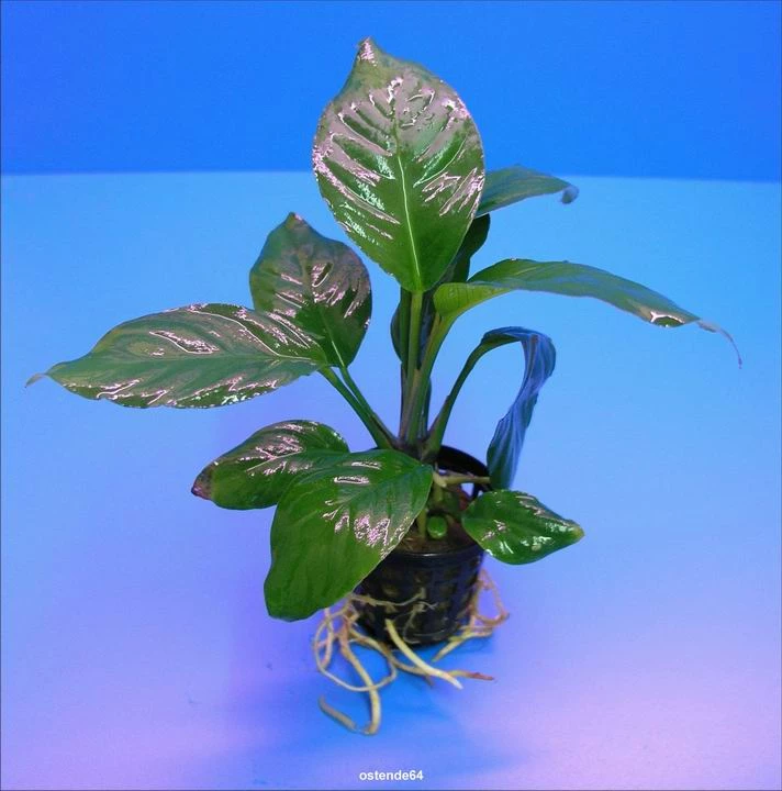 Verschiedenblättriges Speerblatt / Anubias Heterophylla 4 Verschiedenblättriges Speerblatt / Anubias Heterophylla – Bild 2
