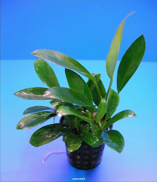 Schmalblättrige Anubias / Anubias Lanceolata 3 Schmalblättrige Anubias / Anubias Lanceolata