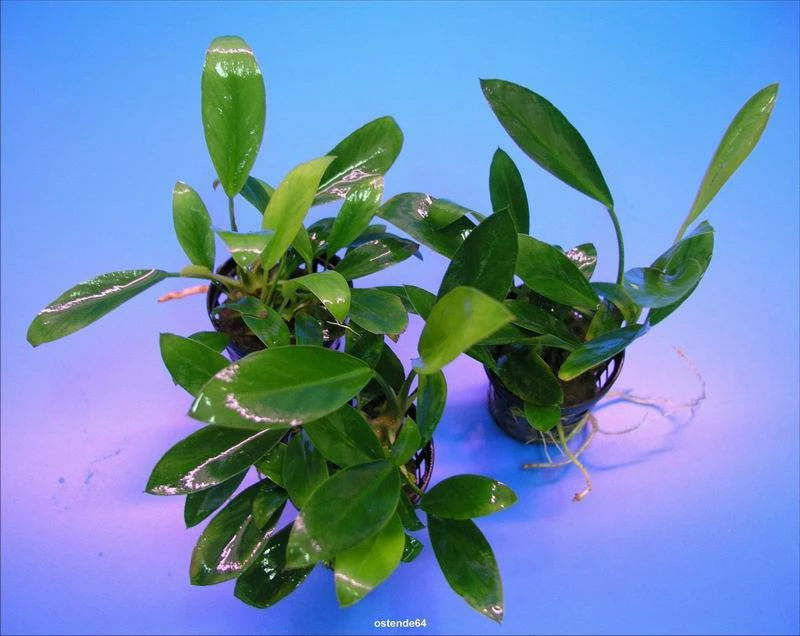 Schmalblättrige Anubias / Anubias Lanceolata 4 Schmalblättrige Anubias / Anubias Lanceolata – Bild 2