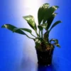 Gillets Speerblatt / Anubias Gilletii, Für Barsche Geeignet -Hobby Verkäufe TA07PP 1 2